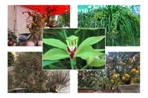 Giật mình thú vui chơi Tết “ném tiền” của đại gia Việt