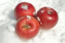 Táo tuyết đỏ gần triệu đồng/kg khiến nhà giàu Việt “phát sốt“