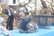 Mãn nhãn những gốc mai có dáng thế độc lạ chơi Tết