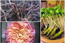 3 loại rau nghe quen thuộc nhưng giá cao “ngất ngưởng“