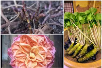 3 loại rau nghe quen thuộc nhưng giá cao “ngất ngưởng“