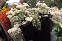 Ngồi nhà đăng hình chốt 20 đơn hoa baby gạo... doanh thu bạc triệu/ngày