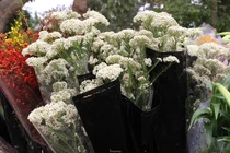 Ngồi nhà đăng hình chốt 20 đơn hoa baby gạo... doanh thu bạc triệu/ngày