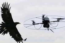 Độc chiêu dùng máy bay tí hon để…đuổi chim