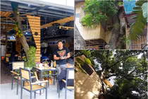 Độc đáo những ngôi nhà cây mọc “xuyên mái” ở Hà Nội 