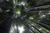 Trồng rừng trúc sào đẹp như trong phim để hốt bạc 