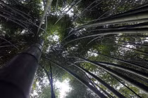 Trồng rừng trúc sào đẹp như trong phim để hốt bạc 