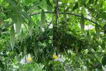 Mẹ Việt xứ Đài trồng vườn rau “gì cũng có” để đỡ nhớ nhà