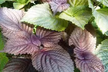 Xay nhuyễn tía tô làm mặt nạ theo cách này, da trắng mịn sau 2 tuần 