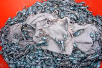 Chợ côn trùng độc đáo nhất Việt Nam