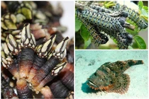 3 đặc sản nhìn “hết hồn” nhưng nhà giàu “mê như điếu đổ“