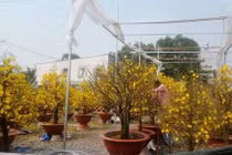 Những vườn mai Tết tiền tỉ khoe sắc ở Sài Gòn