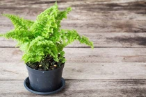 Ngắm bonsai đẹp mỹ miều lên đời từ “cỏ dại“