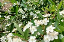 Táo gai độc lạ gần nửa triệu/bình, chị em đua nhau lùng mua cắm chơi