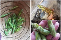 Loài côn trùng bay đầy đồng gần triệu đồng/kg khiến nhà giàu “săn lùng“