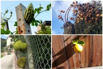 Nông dân sửng sốt với trái cây mọc ngoài quy luật tự nhiên