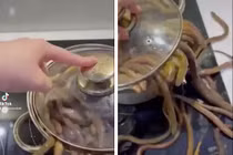 Mua lươn về nấu, cô gái tạo nên thảm họa ai nhìn cũng rùng mình