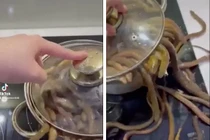 Mua lươn về nấu, cô gái tạo nên thảm họa ai nhìn cũng rùng mình