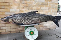 Phát sốt cá trắm đen khủng mắc câu, có giá 45 triệu 