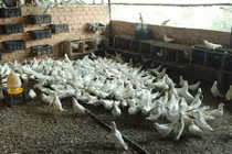 Những triệu phú làm giàu từ chim bồ câu