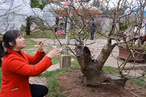 Vườn đào cổ thụ trăm năm tuổi có một không hai: 150 triệu/gốc