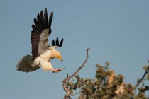 Đang vào rừng ngắm cây, người đàn ông bất ngờ gặp “chim thần” 