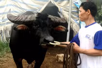 Trâu chọi húc chết chủ ở Đồ Sơn giá bao nhiêu?