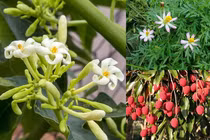 Bất ngờ những thứ xưa đổ đi giờ là đặc sản có tiền cũng khó mua