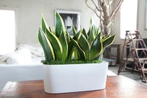 10 loại cây hút sóng và bức xạ nên trồng trong nhà để xua độc hại