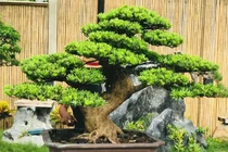 5 cây trồng trước cửa phú quý không ngừng chảy vào nhà 