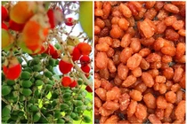 Bất ngờ loại quả tưởng chín rụng vứt đi thành đặc sản hút khách