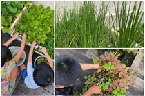 Mướt mắt vườn rau xanh tốt um trong biệt thự của Hà Tăng