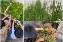 Mướt mắt vườn rau xanh tốt um trong biệt thự của Hà Tăng