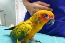 Chủ đưa vẹt đi khám, sốc khi bác sĩ mổ ra 21 viên kim cương 