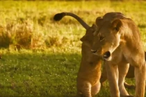 Lợn bướu đuổi sư tử chạy té khói