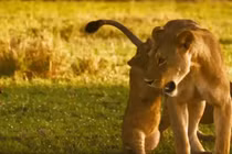 Lợn bướu đuổi sư tử chạy té khói