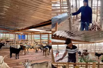 Cận cảnh trang trại nuôi dê của Quang Linh Vlogs tại Châu Phi