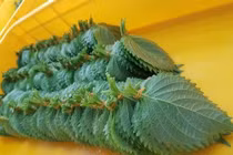 Loại lá vứt đầy ở Việt Nam sang nước ngoài thành hàng hot “đắt cắt cổ“