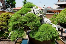 Chiêm ngưỡng loạt cây bonsai nghìn năm tuổi