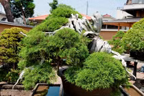 Chiêm ngưỡng loạt cây bonsai nghìn năm tuổi