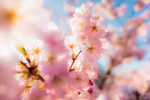 Sinh vào 6 ngày Âm lịch này, năm 2023 đại phú đại quý 