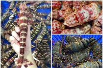 3 loại tôm đặc sản Việt khiến nhà giàu chốt đơn ầm ầm 