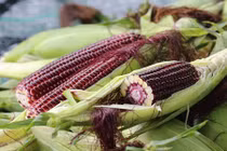 Tận mục cánh đồng trồng ngô tím độc lạ ở Việt Nam