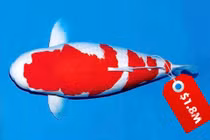 Top 10 loài cá Koi đắt nhất thế giới từng được bán