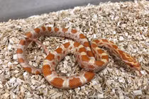 Thú chơi tốn kém nuôi rắn, rết, hổ...của đại gia Việt