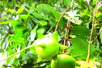 Loài cây ở Việt Nam nghe tên đã thấy nghèo, nay là “mỏ vàng” bán thu tiền triệu