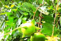 Loài cây ở Việt Nam nghe tên đã thấy nghèo, nay là “mỏ vàng” bán thu tiền triệu