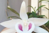 Những giống lan Tết đang 'làm mưa làm gió' trên thị trường