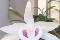 Những giống lan Tết đang 'làm mưa làm gió' trên thị trường