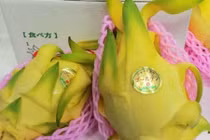 Thanh long vàng ngoại nhập hơn triệu đồng/kg hút khách Việt